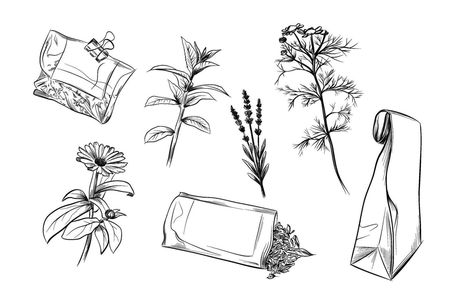 Herbal tea flowers with paper packaging vector
