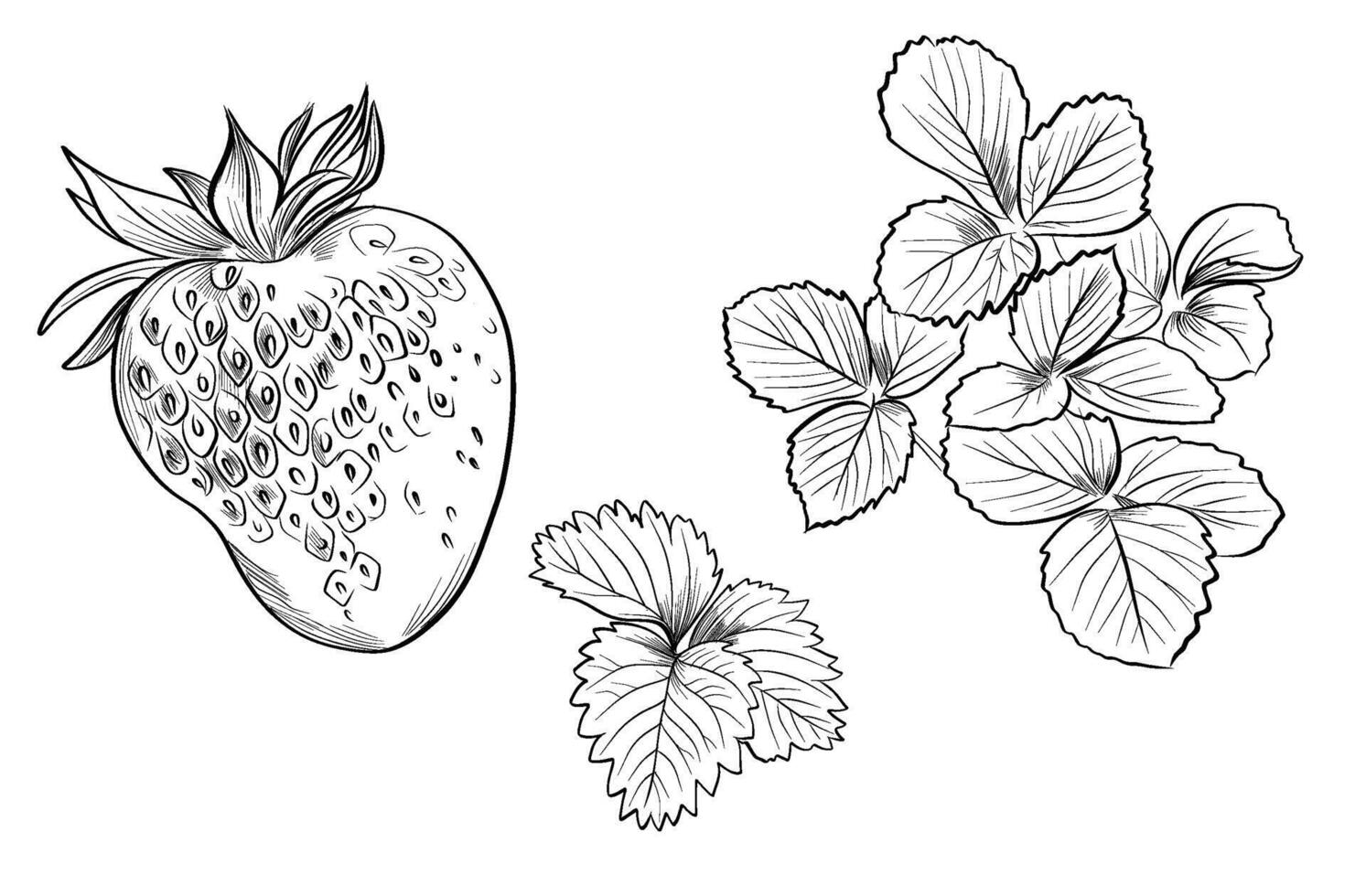 Strawberry with detailed foliage leaves vector