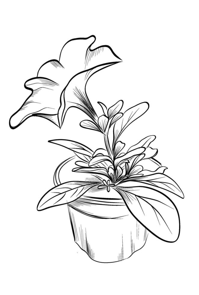 Flowering petunia in flower pot vector