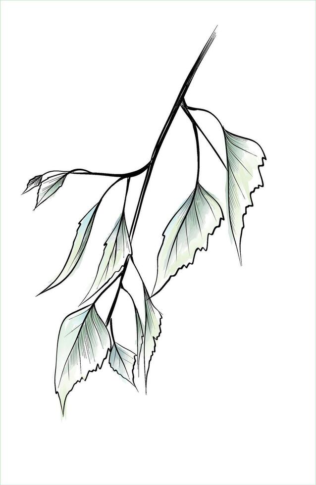 Watercolor birch branch with soft green leaves vector