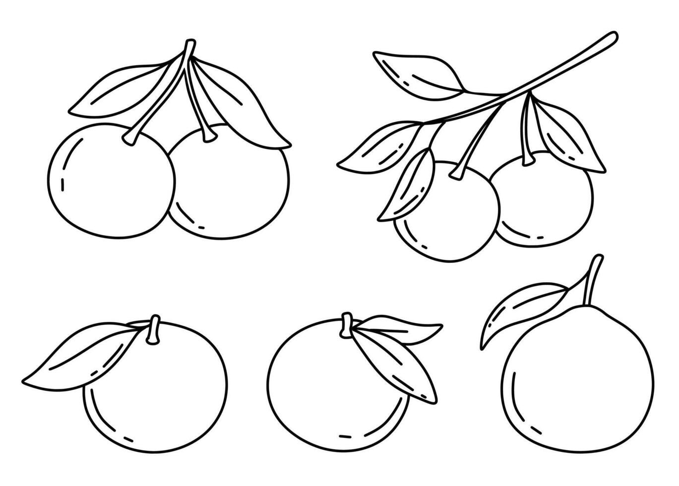Hand drawn sketch of orange, tangerine fruit. isolated illustration. Engraved style drawings set. vector