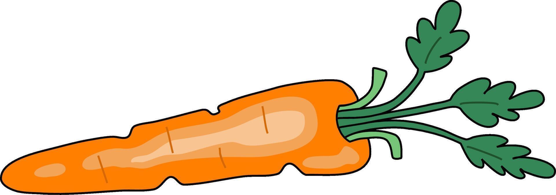 Fresh Orange Carrot with Green Leaves vector
