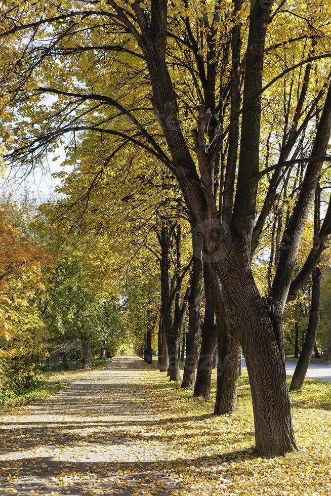 Autumn pathway lined with tall trees showcasing vibrant yellow leaves and fallen foliage photo