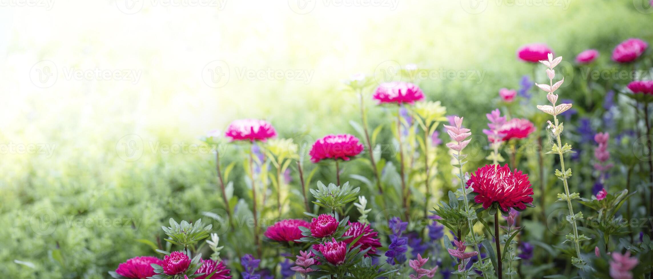 Soft focus photo of sunlit blooming pink aster flowers in bright summer flowerbed. Banner Copy space