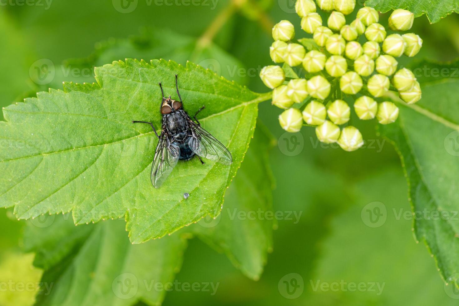 Green leaf with a housefly resting next to cluster of yellow flower buds. Top view. Close up. photo