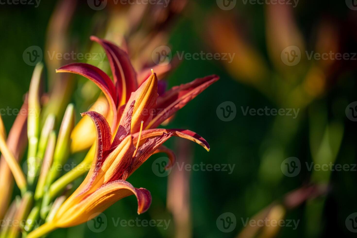 Close up of daylily flower buds glowing in the sun. Image with copy space. Selective focus. photo