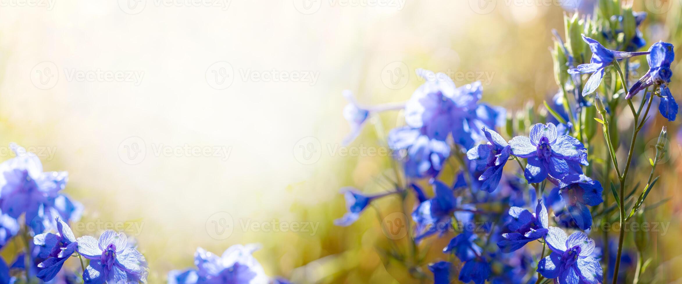 This bright composition of blue flowers against creamy background. Floral banner. Copy space. photo
