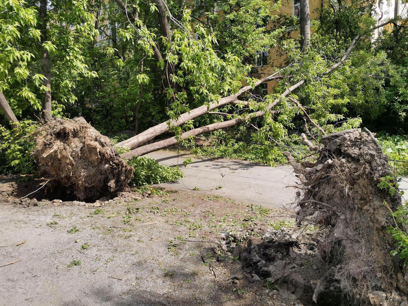 Two uprooted trees lie side by side in urban area befor residental houses after powerful storm. photo
