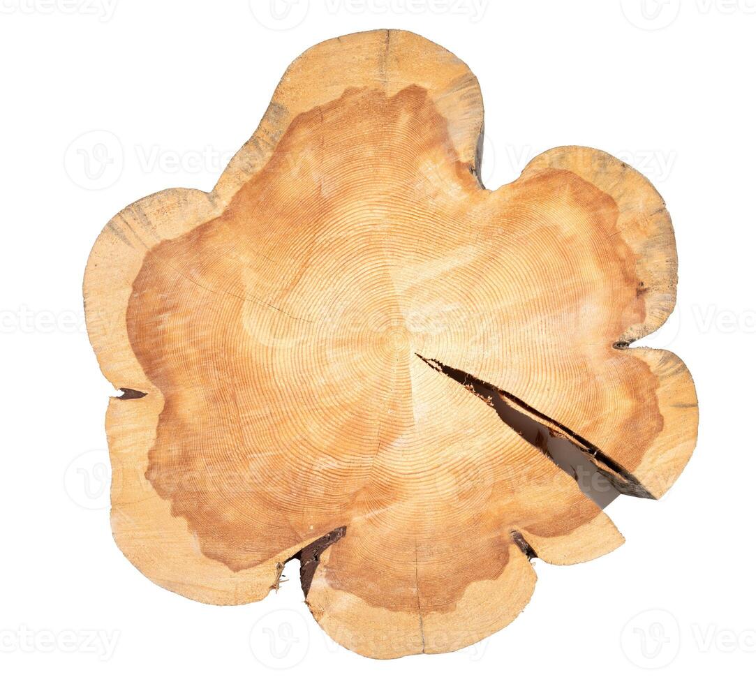 Stunning large larch transverse slice, natural wood sawn of unique form, isolated on white. photo