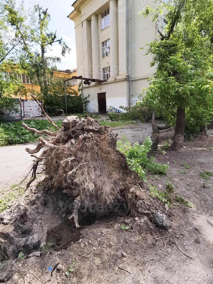 Urban street after thunderstorm. Broken trees, snapped branches, photo