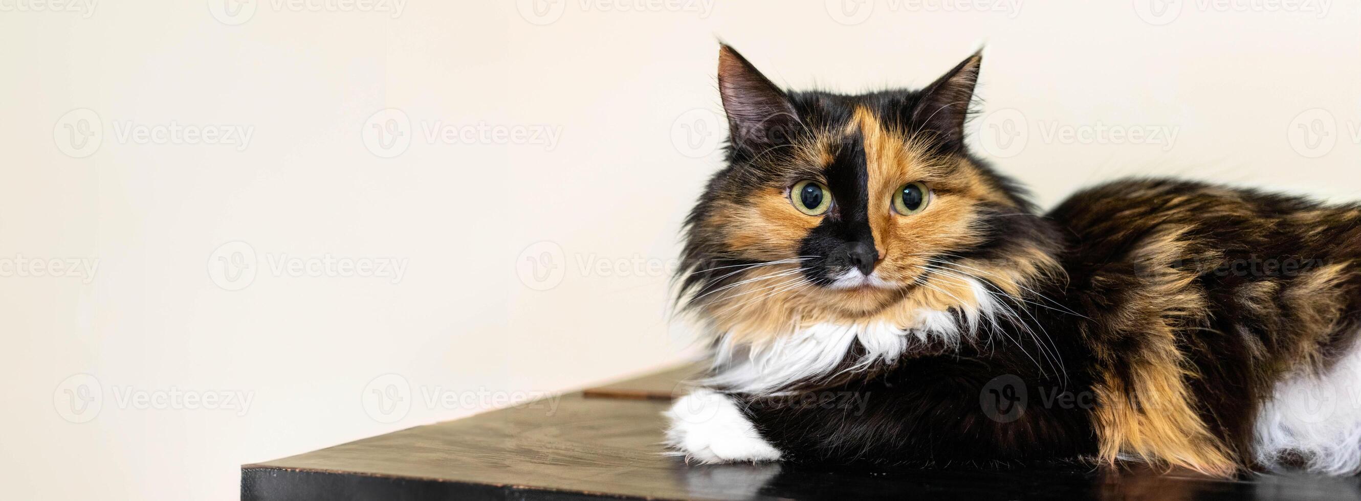 Calico cat lounging on wooden surface with soft lighting creatingcozy atmosphere. Banner .Copy space photo