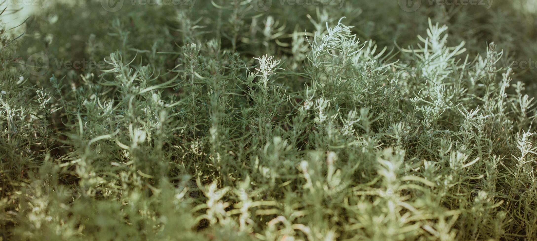 Wide horizontal image of silver green decorative artemisia plants in soft sunlight. photo
