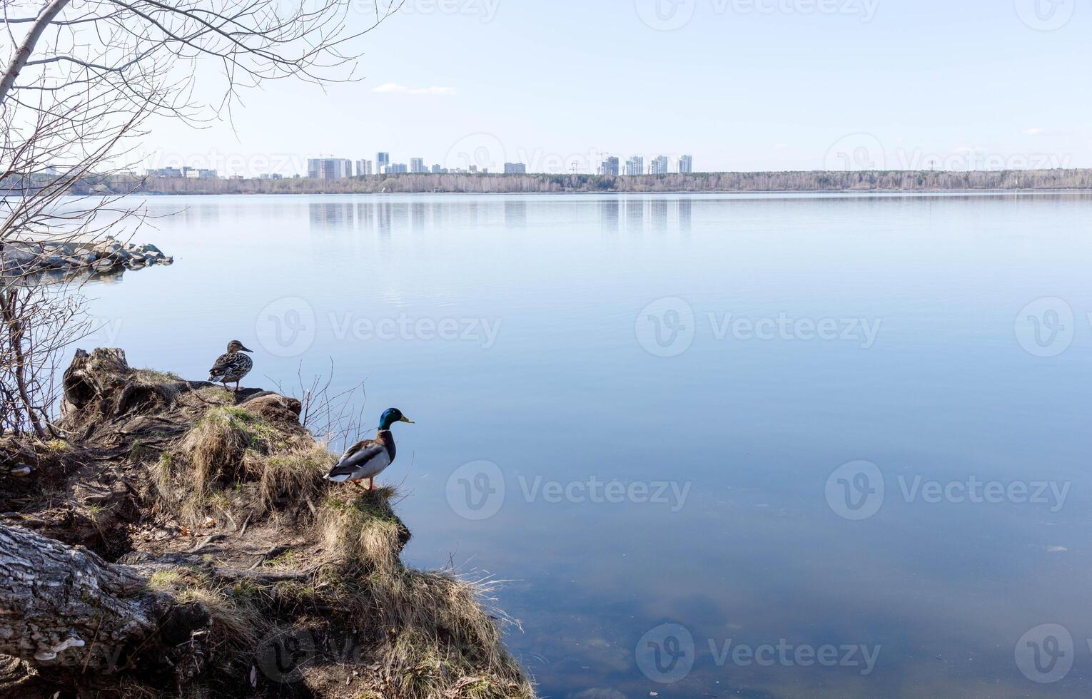 Ducks resting by calm lake with reflections of city skyline in the background and clear sky photo