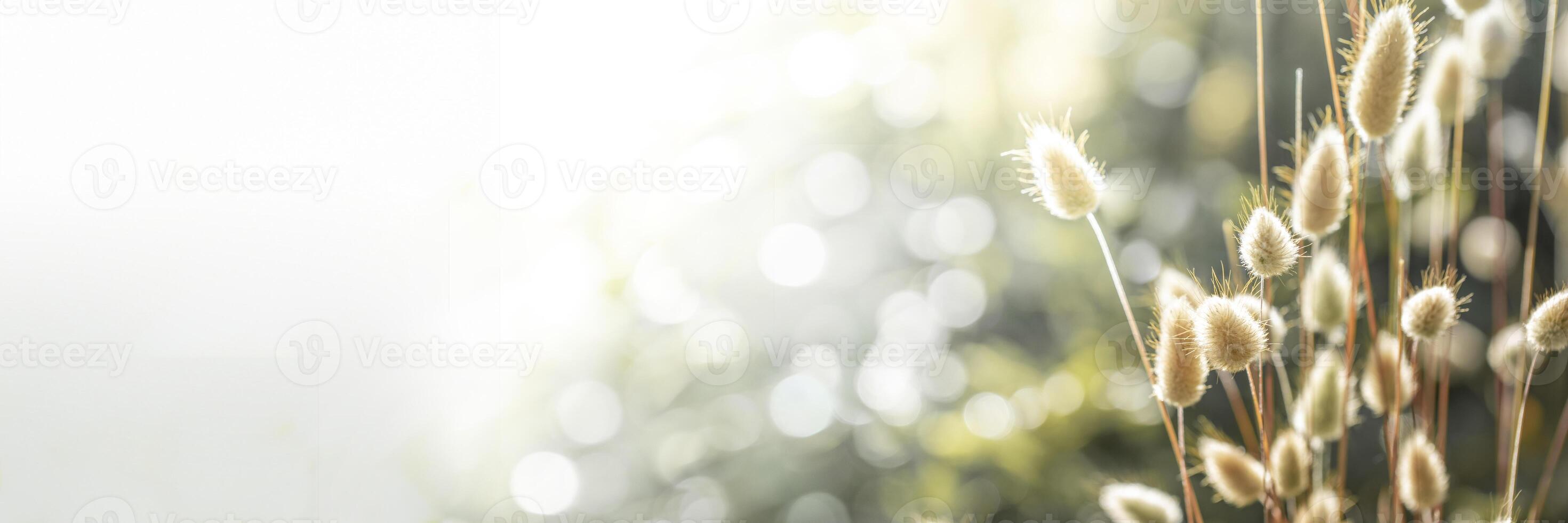 Bright minimalist photo of soft foxtail grasses glowing in early morning sunlight with copy space.