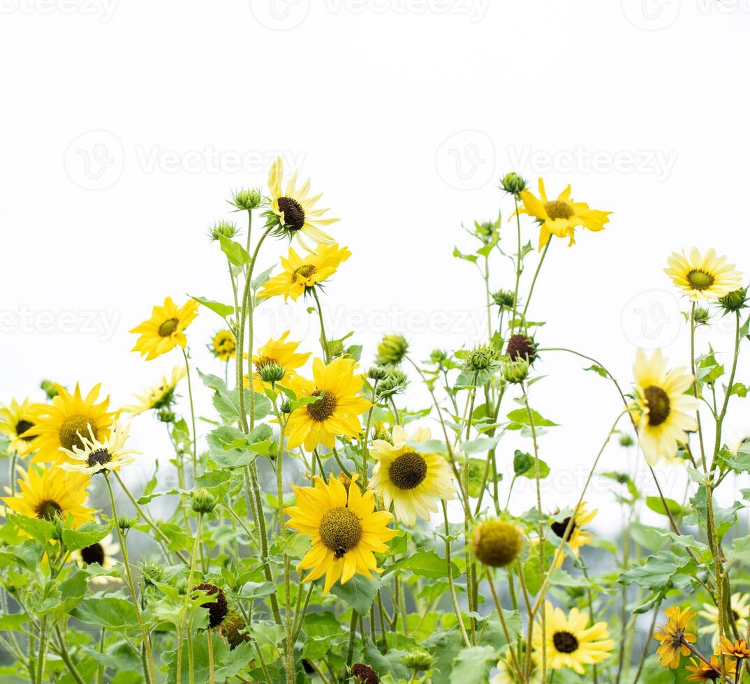 Cluster of yellow daisies on a white background in soft daylight. Copy space. photo