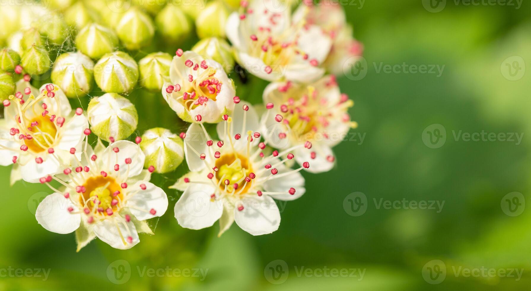 Close up of blooming ninebark flowers with delicate white petals and red stamens on green. photo