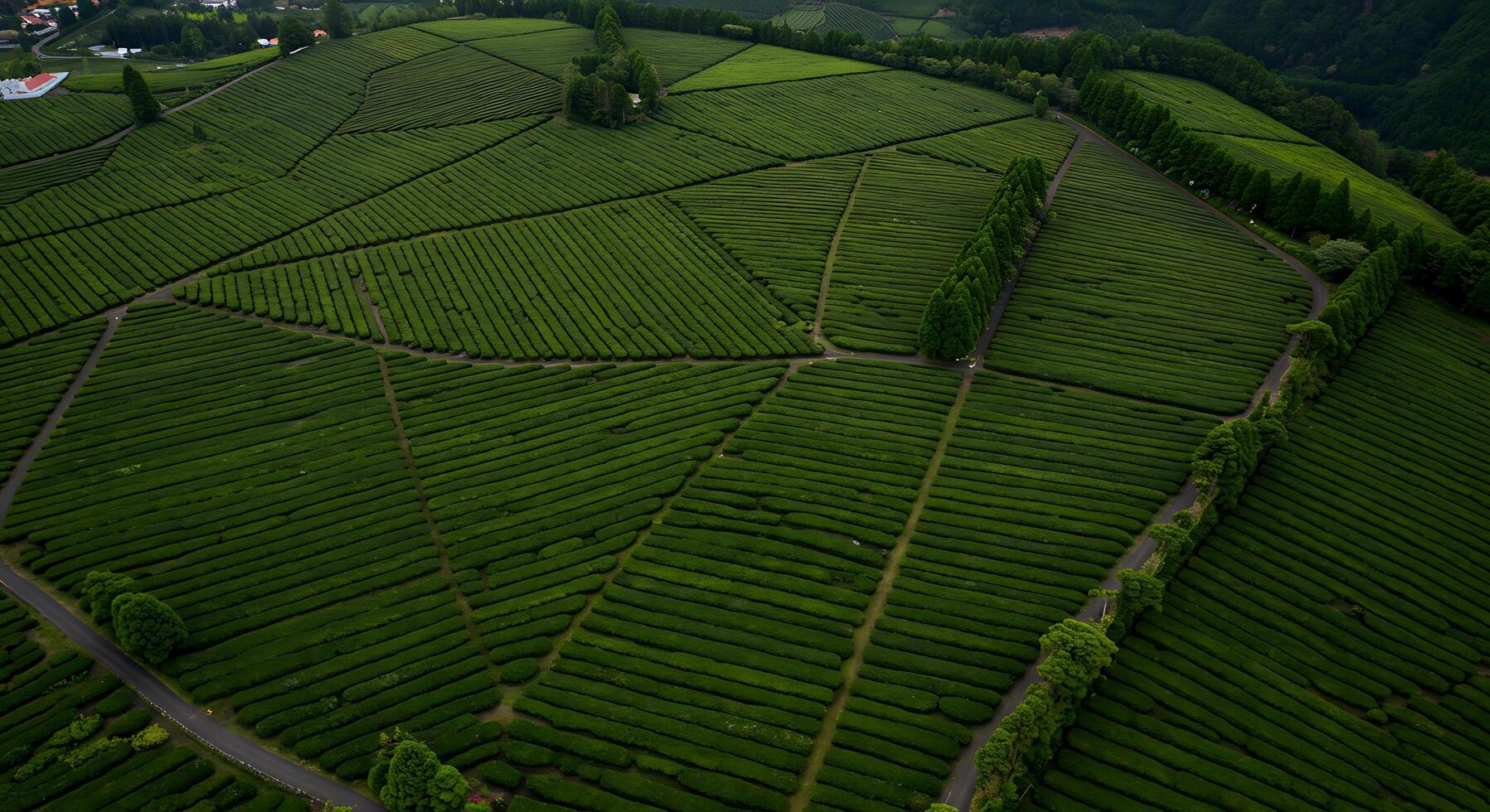 An aerial view of a tea plantation photo