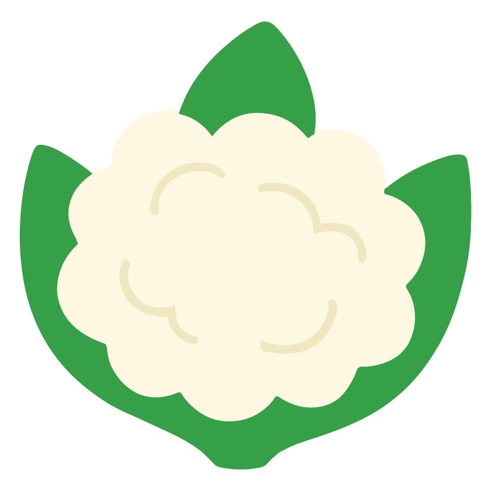 Cauliflower illustration, Garden Cauliflower isolated, Colorful Gardening Clipart, Gardener design sublimation vector