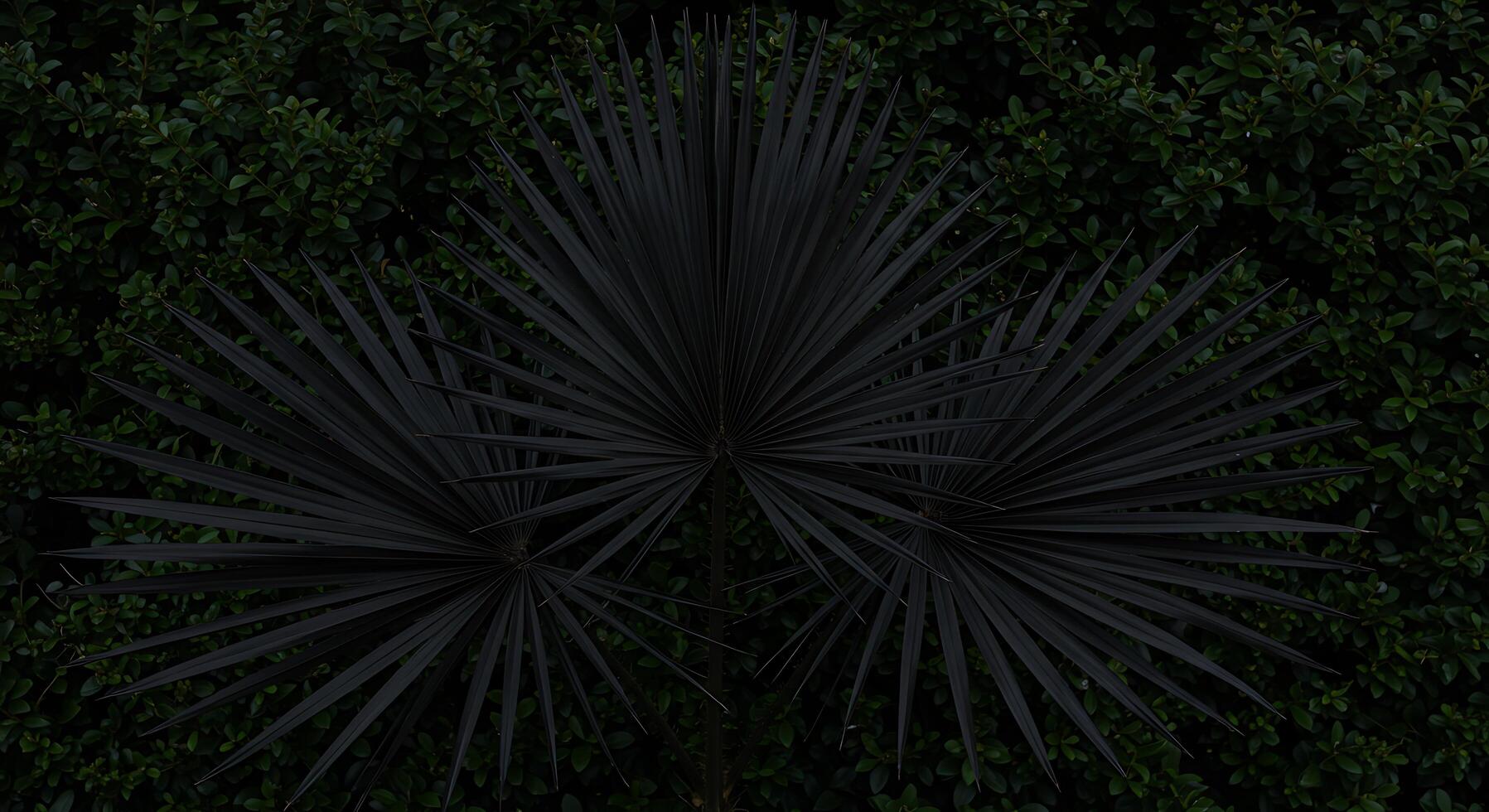 A palm tree with black leaves photo
