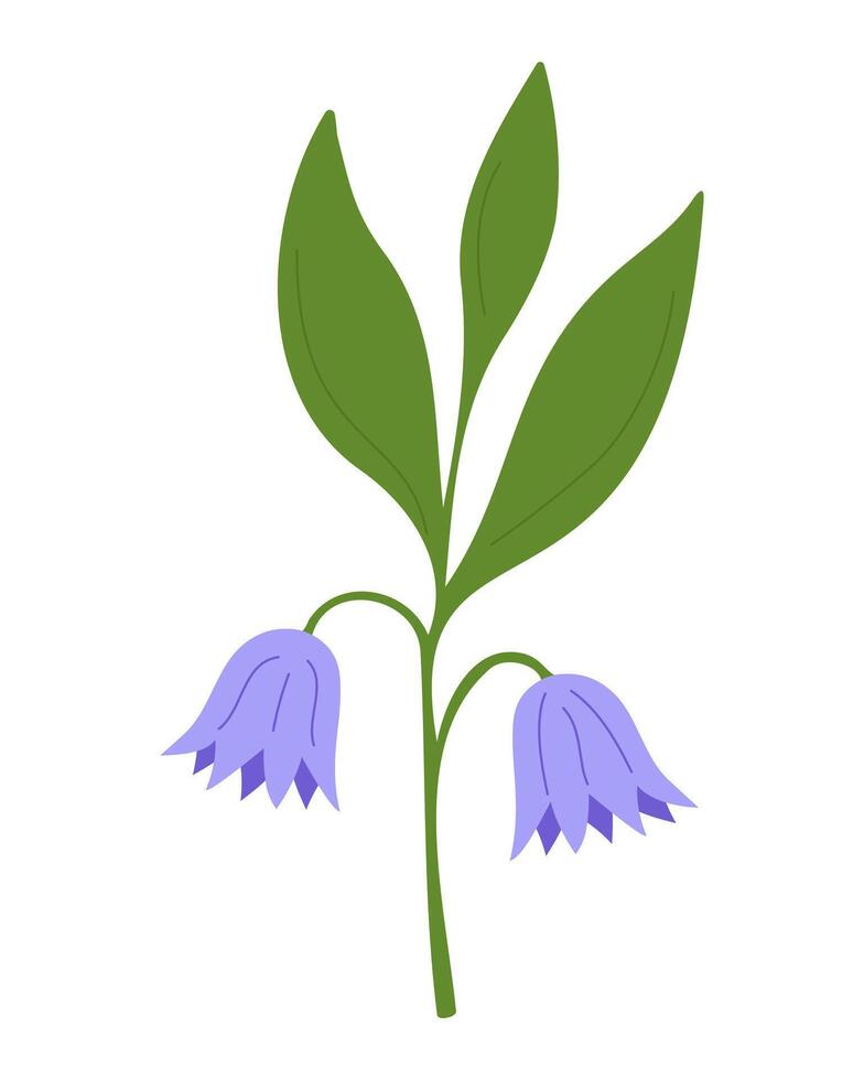 Bellflower flower. Beautiful spring flower on white background. Purple bellflower in bloom, simple flat floral illustration for print, design. vector