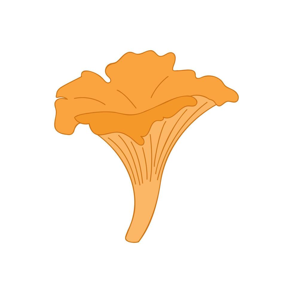 Chanterelle mushroom realistic flat style, source of vitamins B, D, PP. Isolated on white background. vector