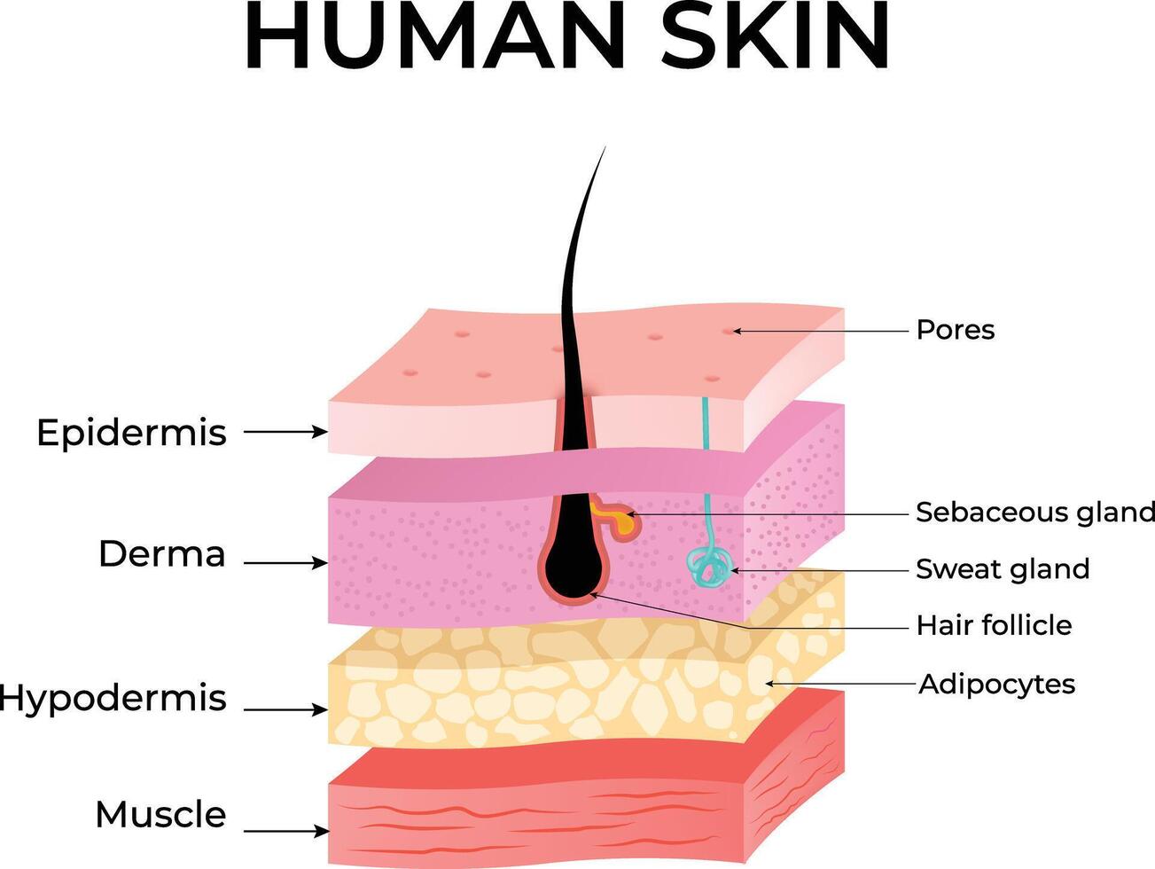 Diagram of Human Skin Layers and Anatomy Design Illustration vector