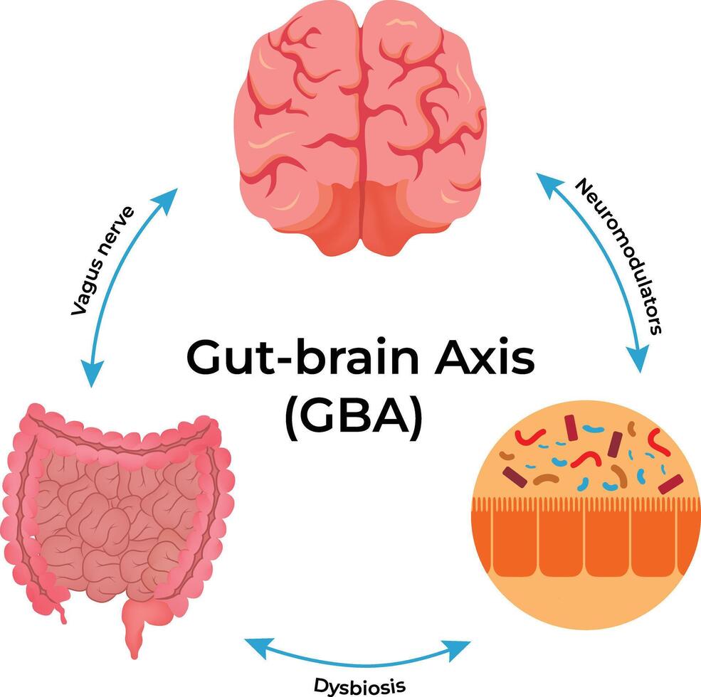 GutBrain Axis A Visual Guide Design Illustration vector