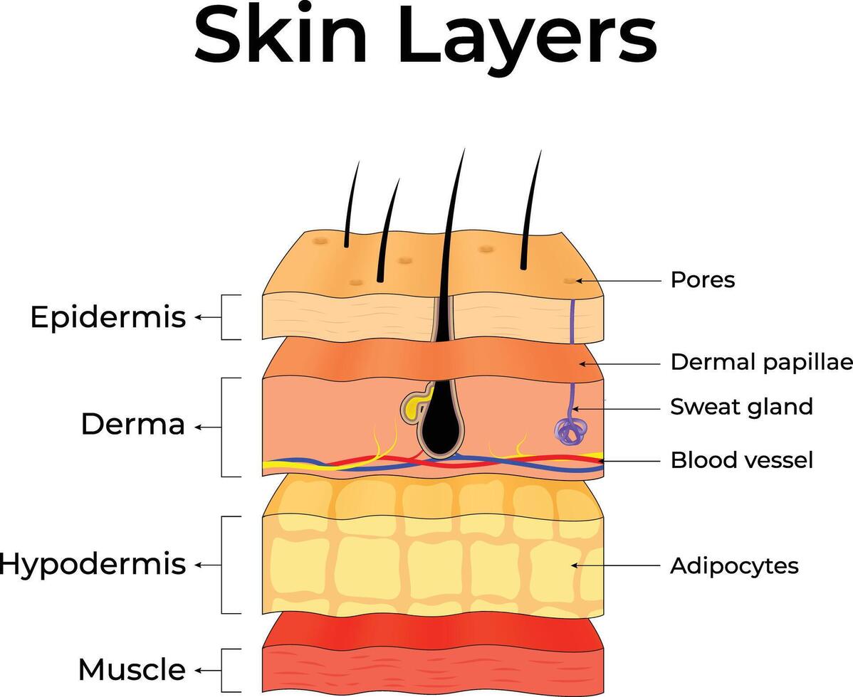 Skin Layers An Anatomical Overview Design Illustration vector