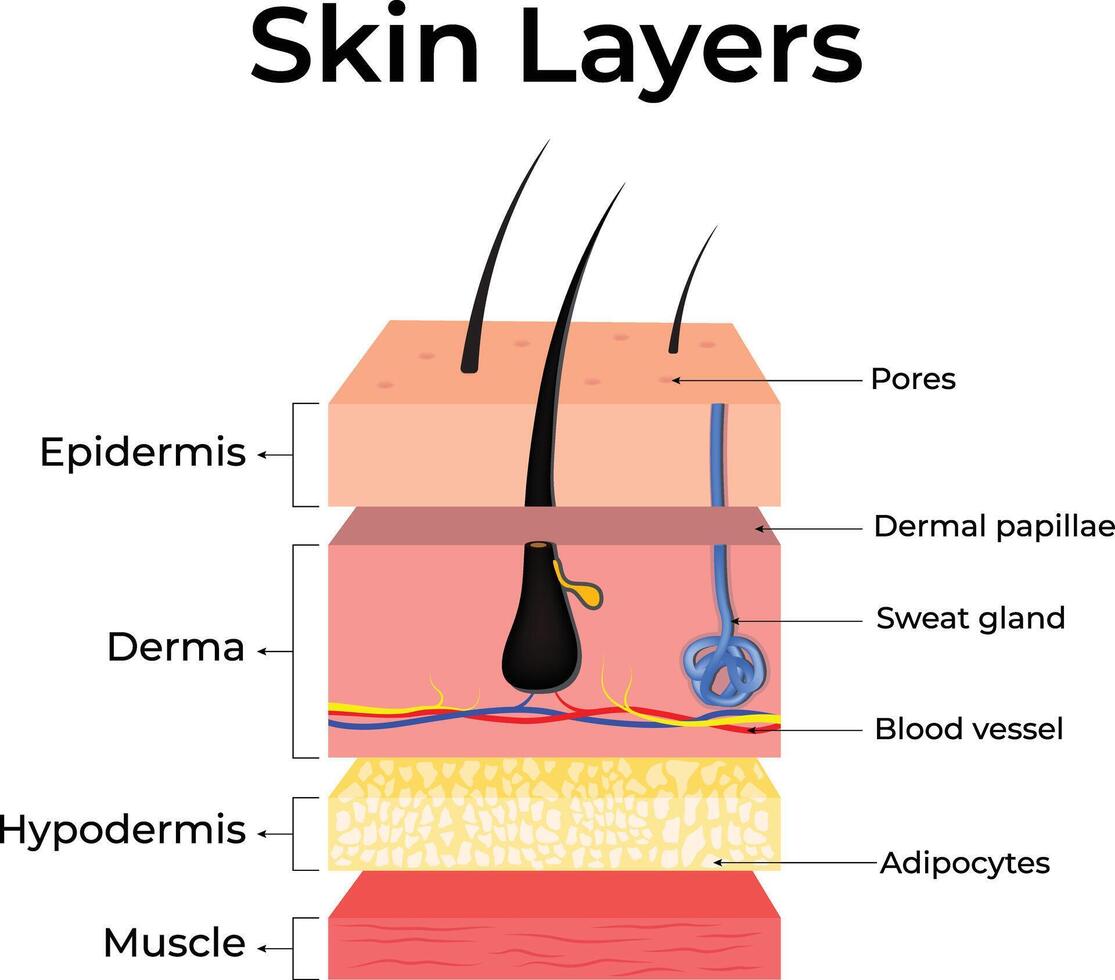Detailed Illustration of Skin Layers Design Illustration vector