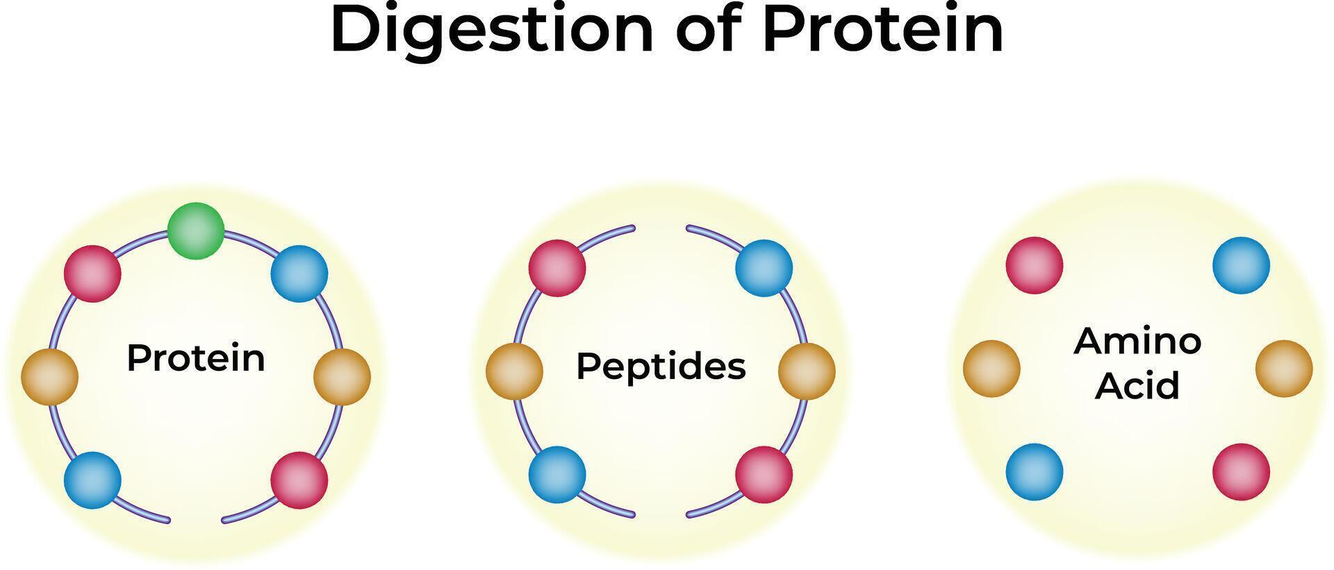Protein Digestion A Visual Guide Design Illustration vector