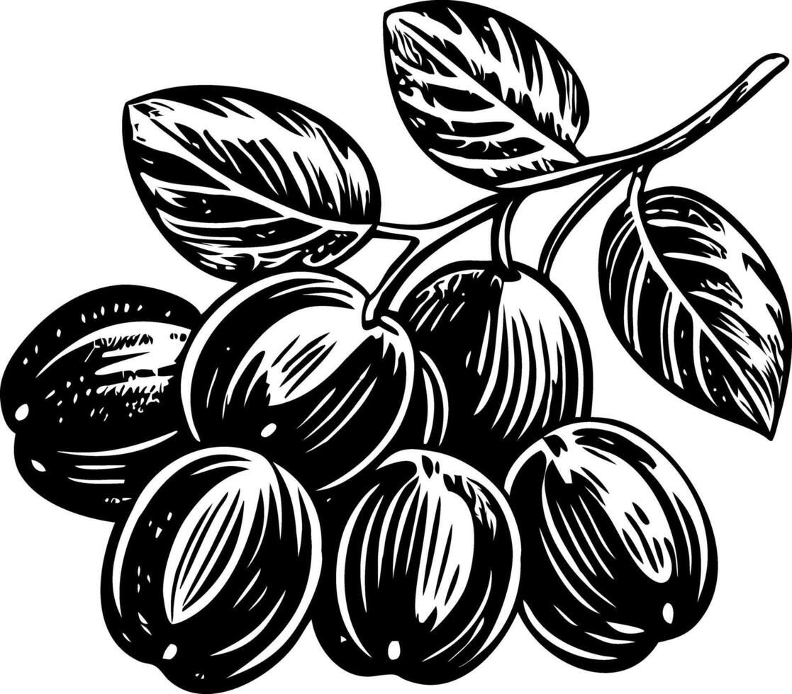 A vintage style illustration of sugar plums vector