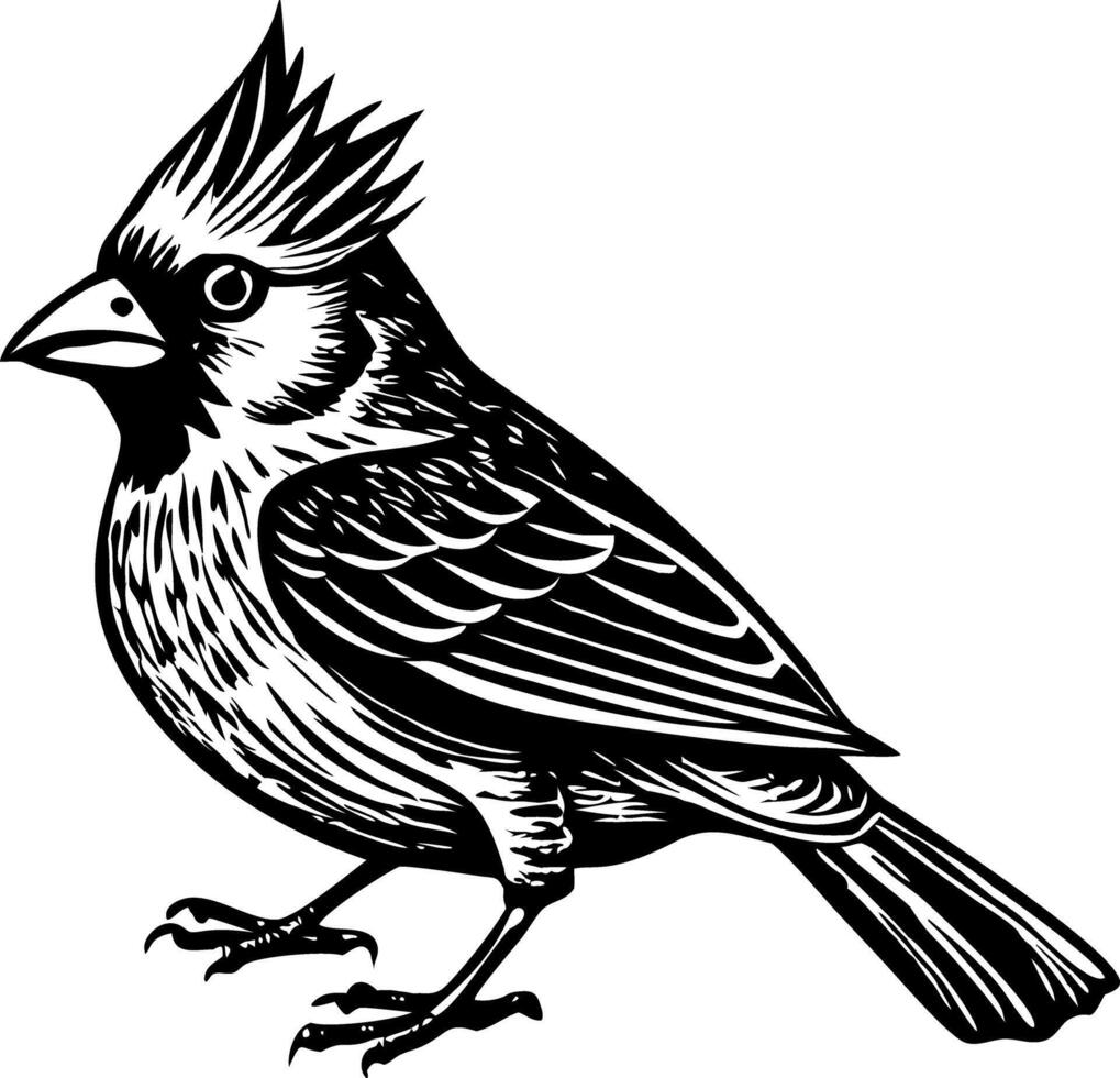 A vintage illustration showing northern cardinal bird vector