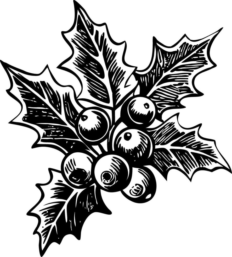 A vintage style illustration showing holly berries vector