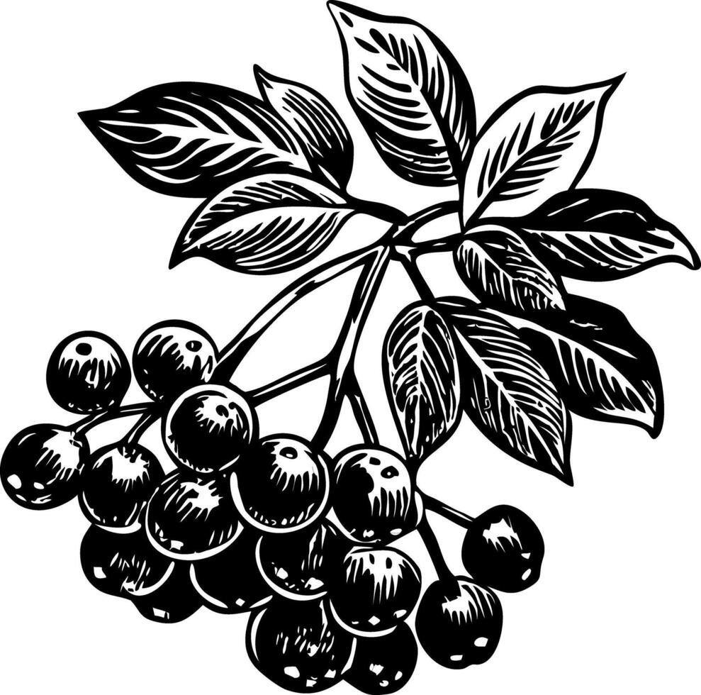 A vintage style illustration of winter berries vector