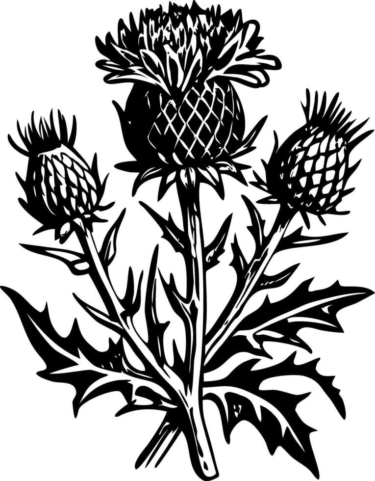 A sketchy style icon of wild thistle plant vector