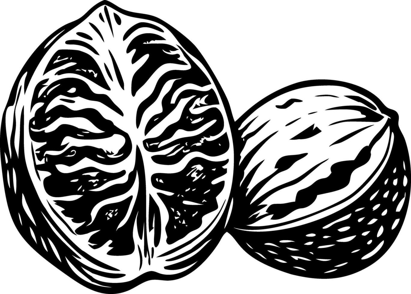 A vintage style illustration of shelled walnuts vector