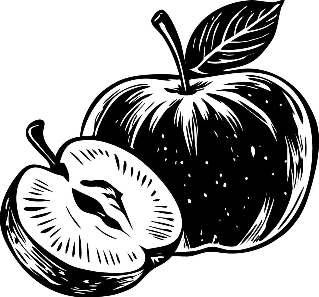 A vintage illustration of freshly sliced apple vector