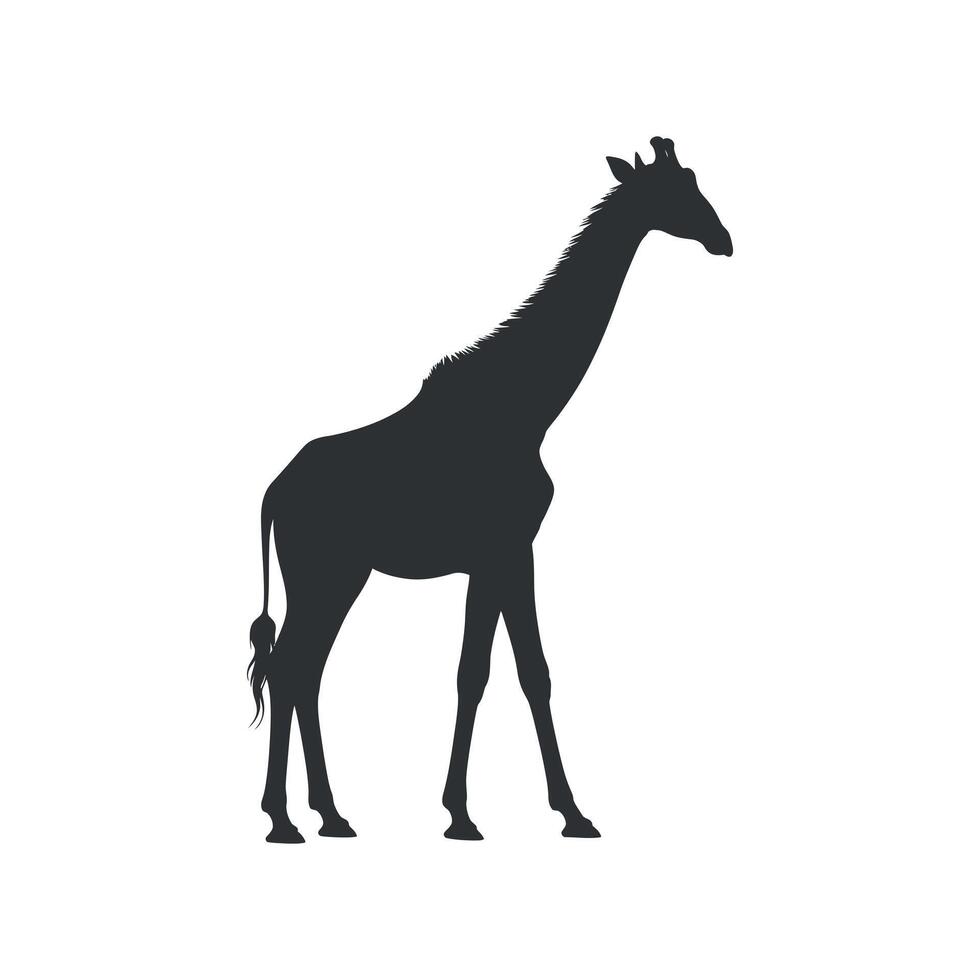 Silhouette of a Giraffe Standing Tall Against a White backgrounds vector