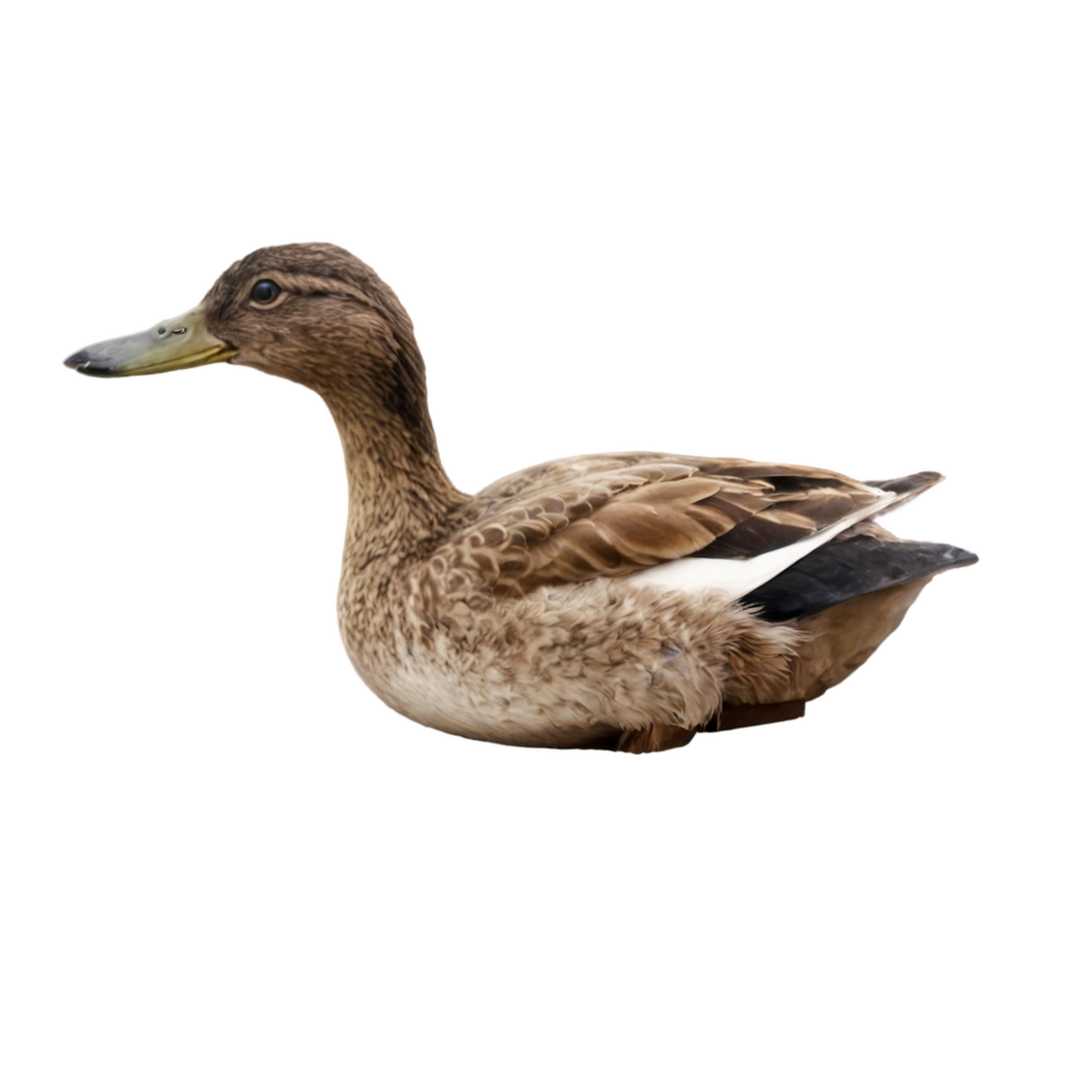 Wild Duck Sitting Side View on Transparent Background png
