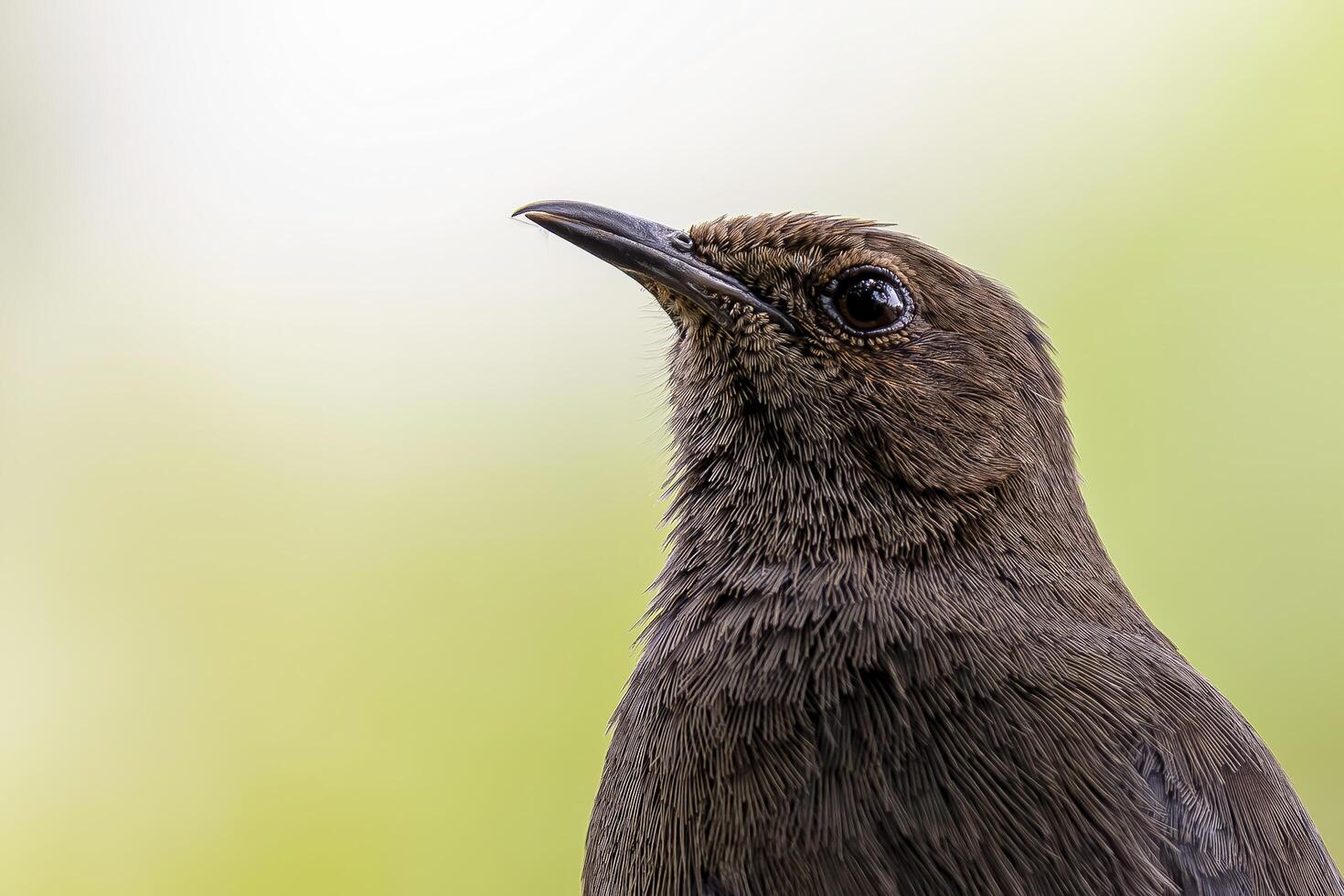 A bird with a black head photo