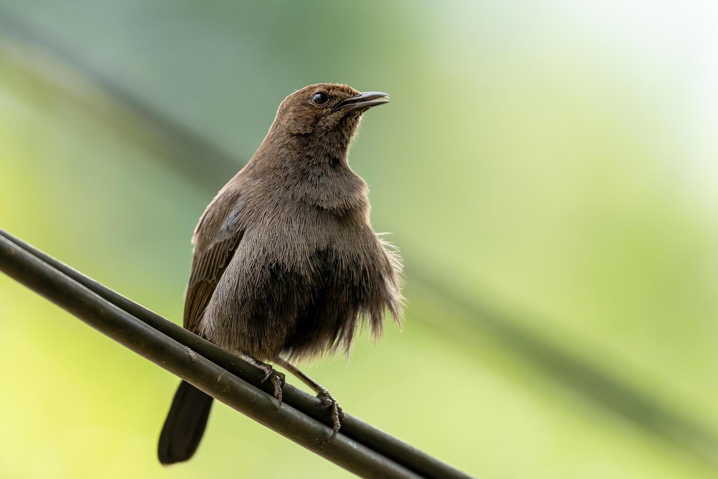 Brown Bird Perched on a Wire with Blurred Background photo