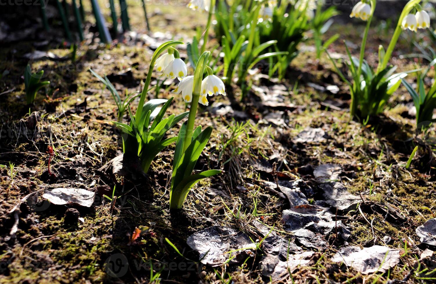 Flowers of gravetye giant leucojum in partial shade with cobweb in sunlight photo