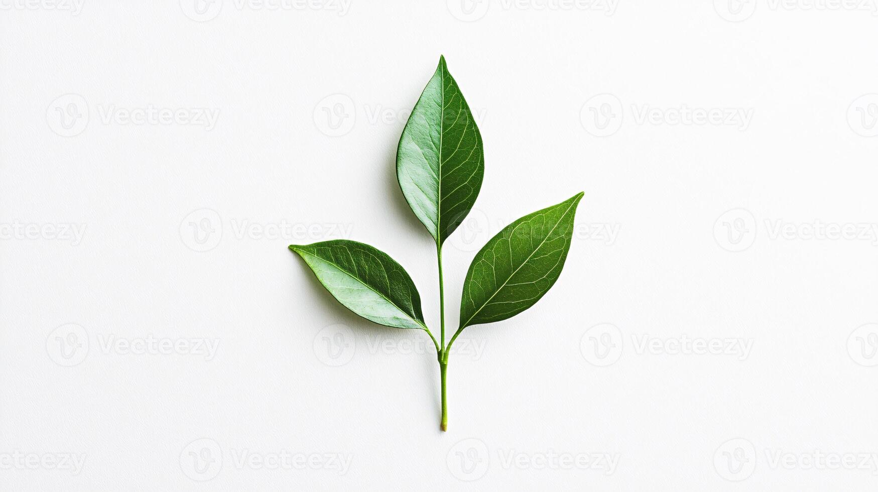 A distinctive emblem on a clean white backdrop represents ethical sourcing and sustainable trade practices. photo