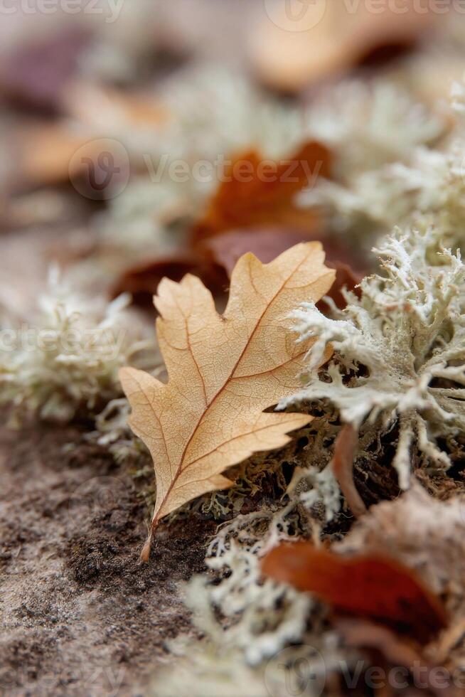 Close-up of a dry oak leaf resting on soft moss and scattered autumn leaves, showcasing intricate vein patterns and natural textures in a serene outdoor setting photo