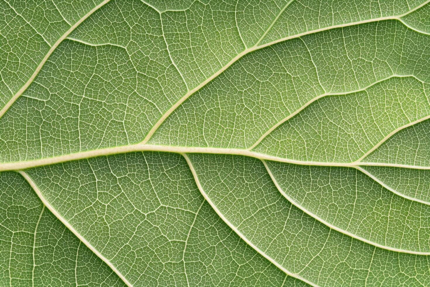 A close-up view of intricate leaf veins creates a detailed and natural background pattern photo