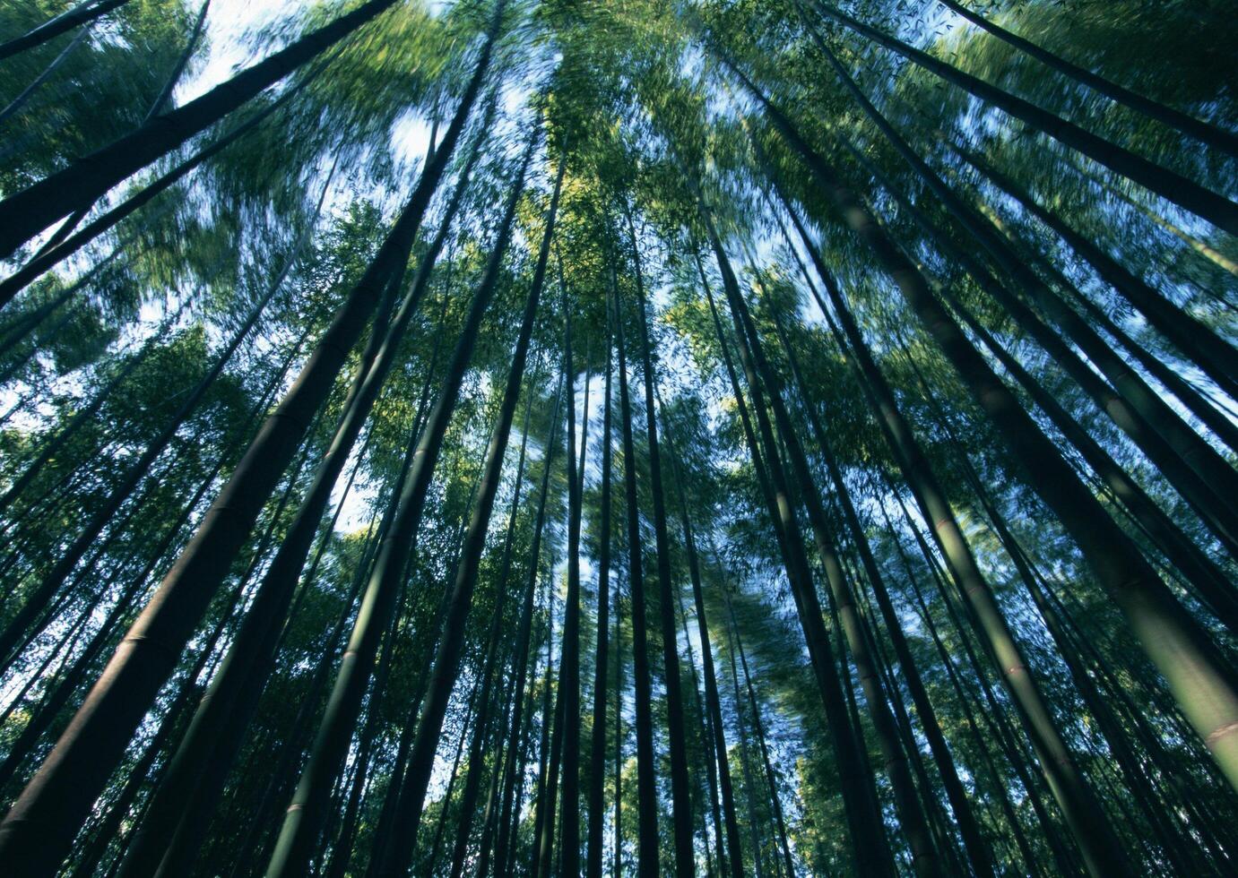 a view of tall bamboo trees in a forest photo