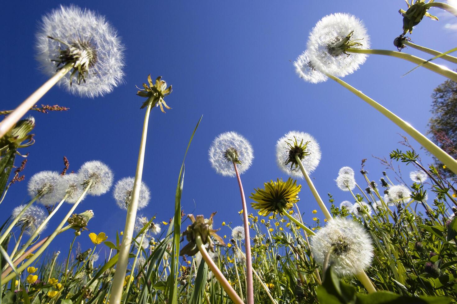 Dandelion meadow Taraxacum officinale photo