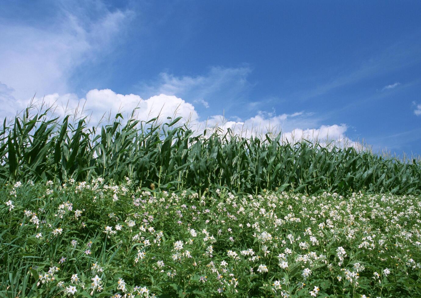 Summer Field Landscape. Vol. 14 photo