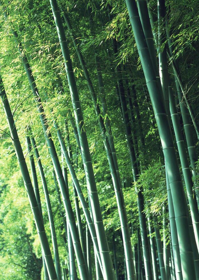 a row of tall bamboo trees photo