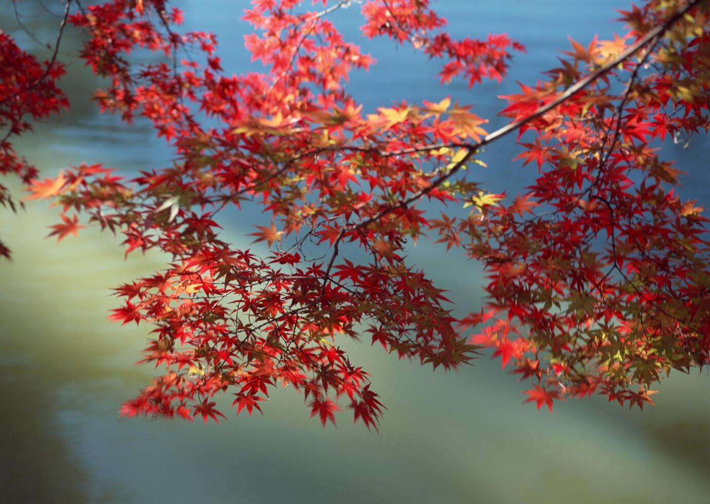 Red maple leaves on a branch over water photo